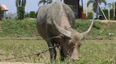 The Buffalo are eating grass.1 Stock Footage 49878429
