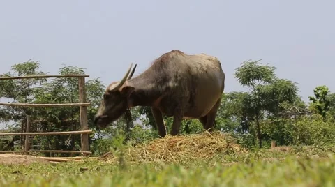 The Buffalo are eating grass.2 Stock Footage 49878685