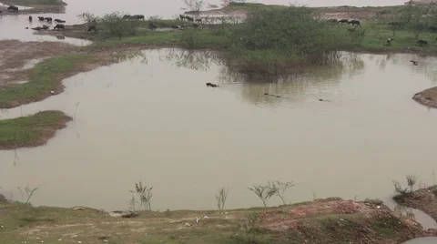 Buffalo are swimming Stock Footage 58625946