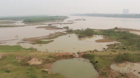 Buffalo are swimming Stock Footage 58625955
