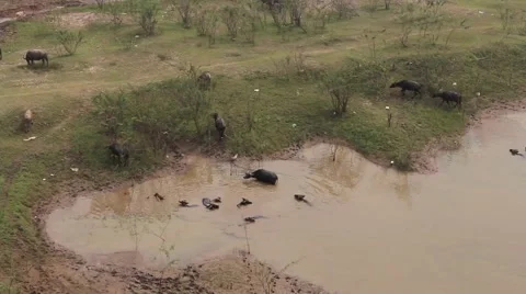 Buffalo are swimming Stock Footage 58625960