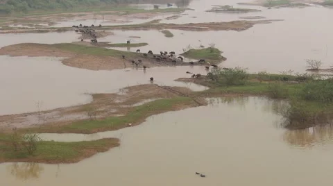 Buffalo are swimming Stock Footage 58625963