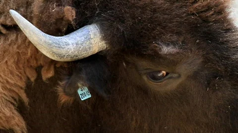 Buffalo Awareness Stock Footage 800395