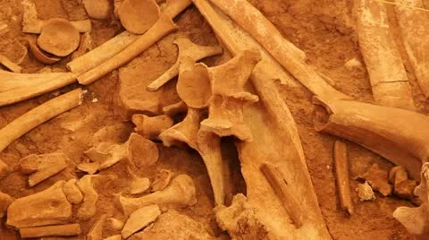 Buffalo backbone archaeological dig from buffalo jump Stock Footage