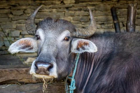 Buffalo in a barn Stock Photos