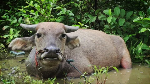 Buffalo Bathing Stock Footage 40685157