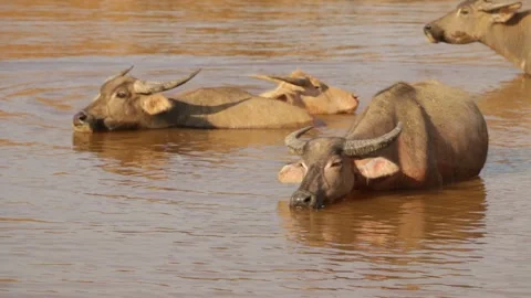 Buffalo bathing Stock Footage 252048968