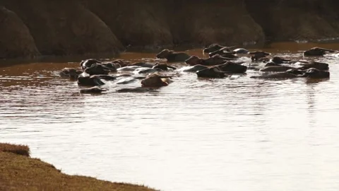 Buffalo bathing Stock Footage 252049388
