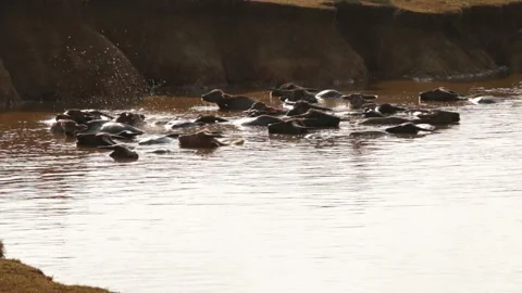 Buffalo bathing Stock Footage 252049419