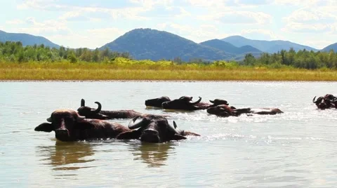 Buffalo bathing in the river on a background of mountains. Stock Footage 61536384