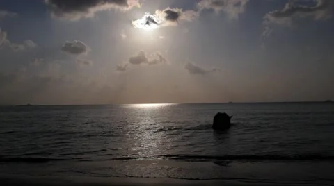 Buffalo Bathing in the Sea in Thailand Видео 49205494