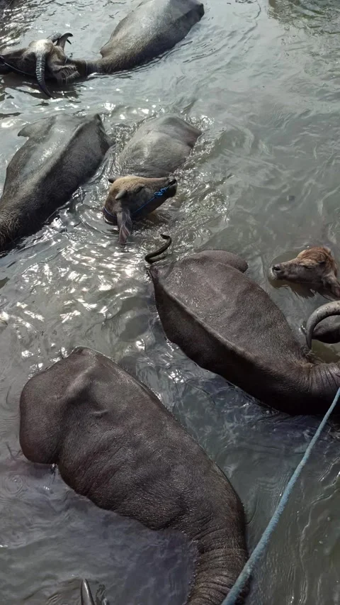 Buffalo bathing together Stock-Footage 285915052