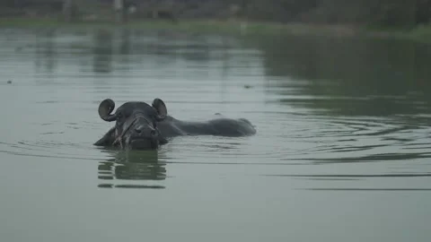 Buffalo bathing  in water  pond  Video stock 186451410