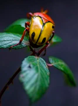 Buffalo beetle Stock Photos