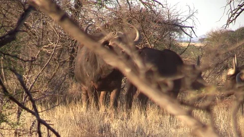 Buffalo Behind Branch Video stock 69765146