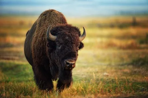 Buffalo (Bison bison) in Jackson, Wyoming Stock Photos