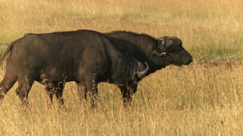 Buffalo (bison) cuddle 2 Stock Footage 33695601