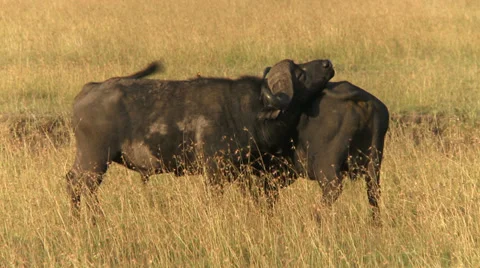 Buffalo (bison) cuddle Video stock 33694924