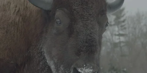 Buffalo Bison Face Winter Midwest Close Stock Footage 221746645