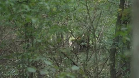 Buffalo bison in forest Stock Footage 260635474