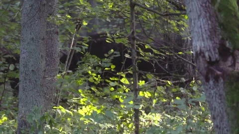 Buffalo bison in forest Stock Footage 261419473