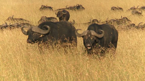 Buffalo (bison) herd 2 Stock Footage 33695691