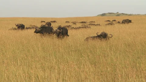 Buffalo (bison) herd Video stock 33695655