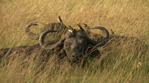 Buffalo (bison) resting Stock Footage 33691916