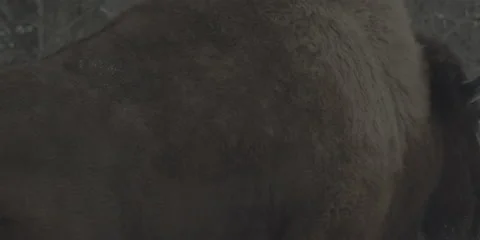 Buffalo Bison Walking Winter Midwest Stock Footage 221746639