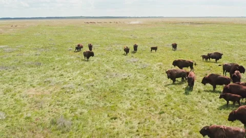 Buffalo bison wild pack meat green field young valley wildlife animal Stock Footage 202639927