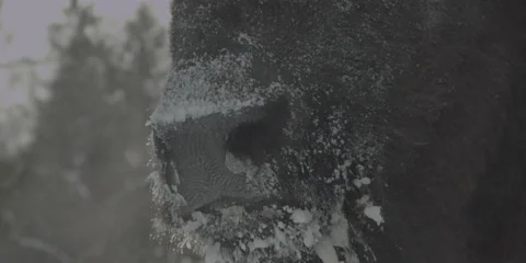 Buffalo Bison Winter Midwest Close 10 Stock Footage 221747429