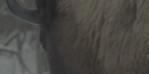 Buffalo Bison Winter Midwest Close 1 Stock Footage 221748917