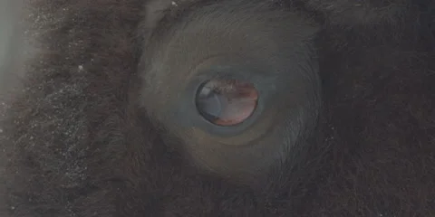 Buffalo Bison Winter Midwest Close 2 Stock Footage 221754856