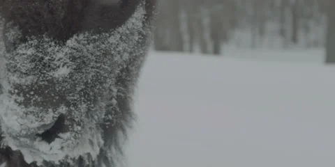 Buffalo Bison Winter Midwest Close 4 Stock Footage 221755903