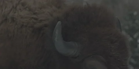 Buffalo Bison Winter Midwest Close 5 Stock Footage 221756875