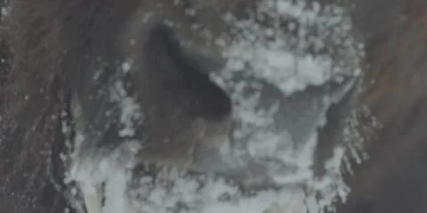 Buffalo Bison Winter Midwest Close 3 Stock Footage 221756968