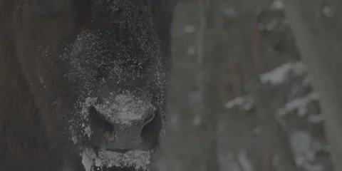 Buffalo Bison Winter Midwest Close 6 Stock Footage 221758084
