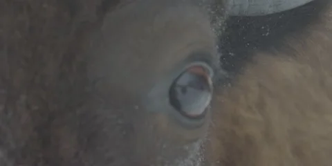 Buffalo Bison Winter Midwest Close 7 Stock Footage 221759239