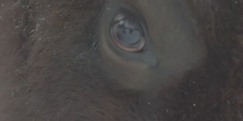 Buffalo Bison Winter Midwest Close 8 Stock Footage 221759313