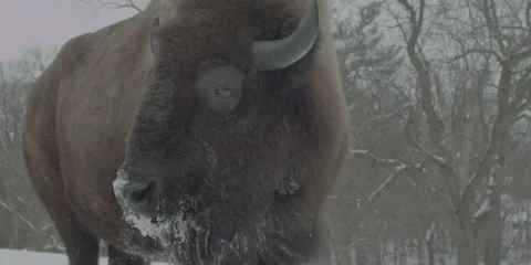 Buffalo Bison Winter Midwest Medium 1 Stock Footage 221765663