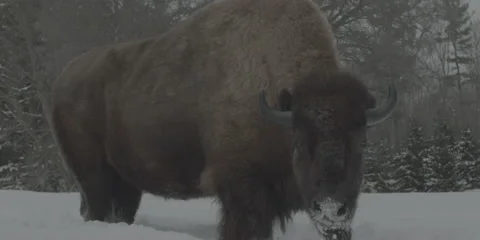 Buffalo Bison Winter Midwest Medium 2 Stock Footage 221765861