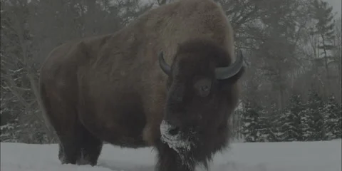 Buffalo BIson Winter Midwest Medium 3 Stock Footage 221767592
