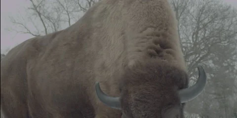 Buffalo Bison Winter Midwest Medium 4 Stock Footage 221768061