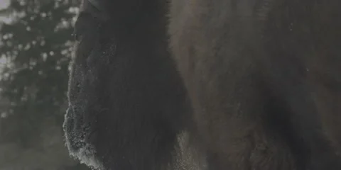 Buffalo Bison Winter Midwest Medium 5 Stock Footage 221769031