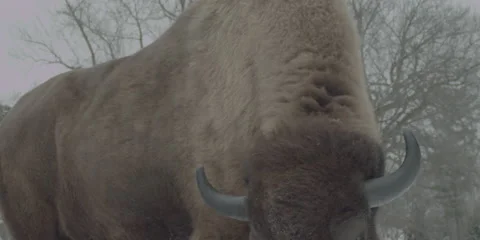 Buffalo Bison Winter Midwest Medium 7 Stock Footage 221771389