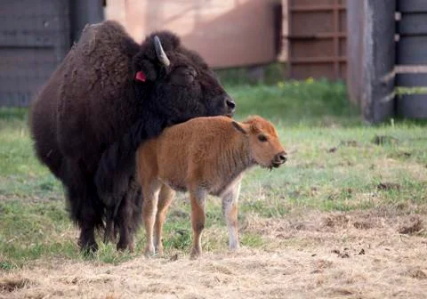 Buffalo bison with young 스톡 사진