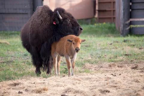 Buffalo bison with young Stock Photos