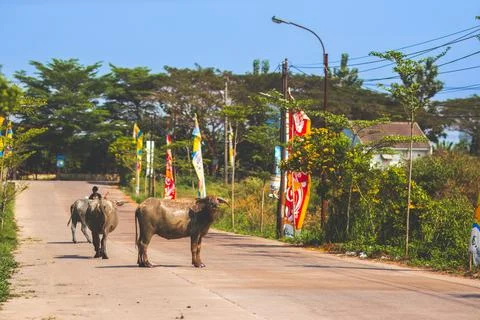 Buffalo blocking the road access on a very sunny day. Street photography. Stock Photos