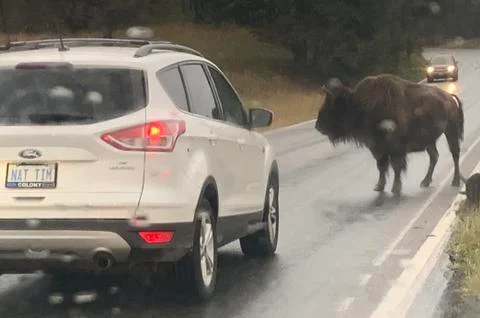 Buffalo blocks road Stock Photos
