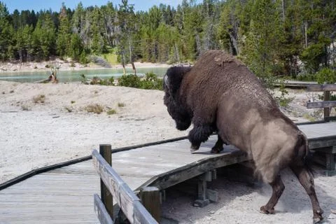 Buffalo on Boardwalk Stockfoto's